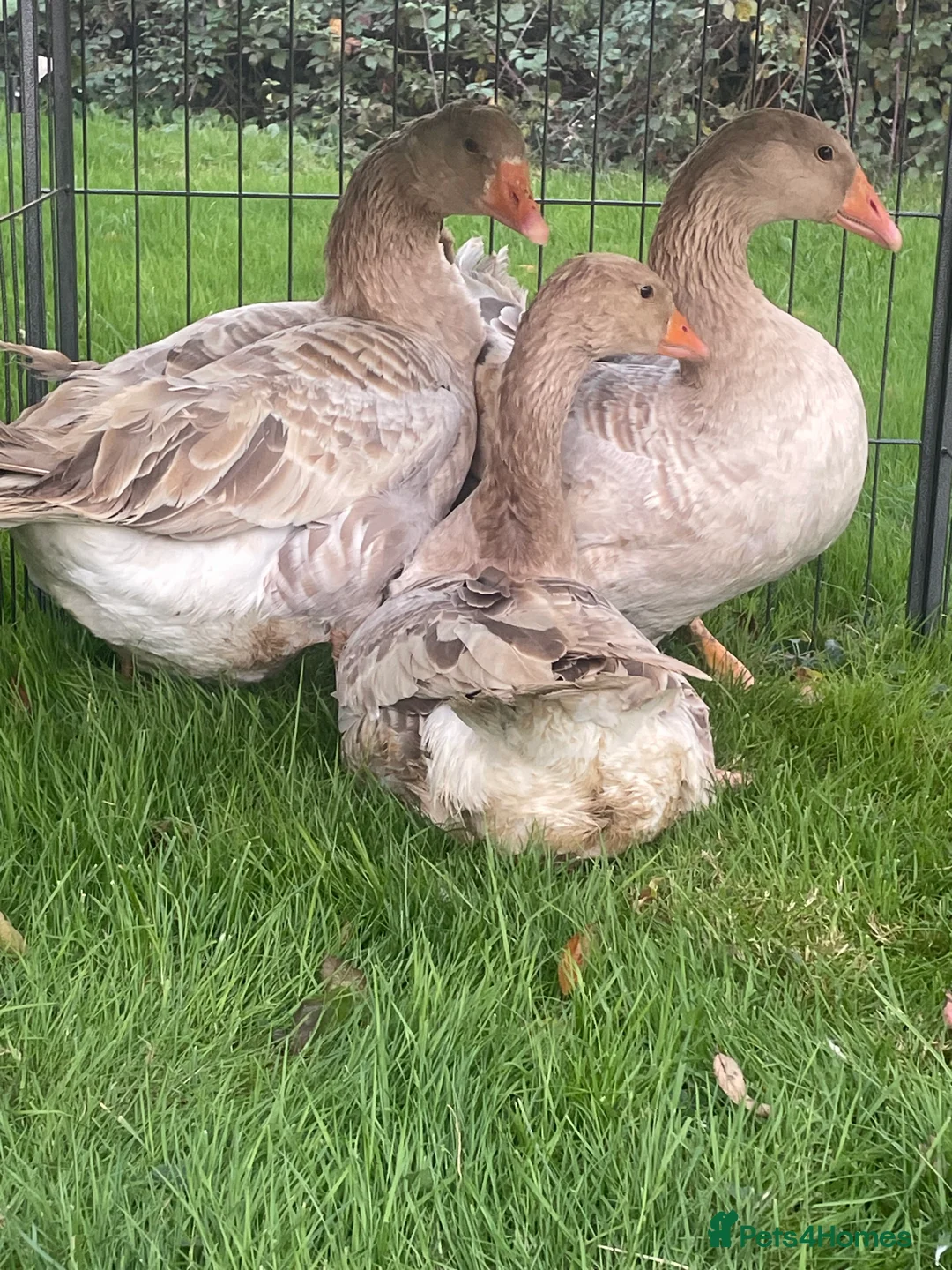 Ducks poultry for sale: Khaki Campbell  - Advert 10