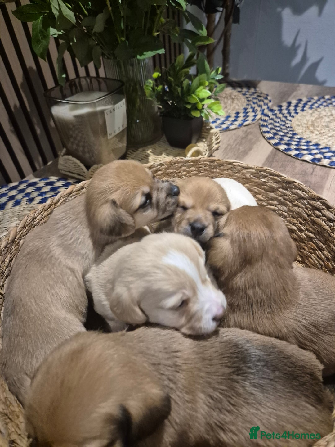 Mixed Breed dogs for sale: Doxie chon - Advert 6