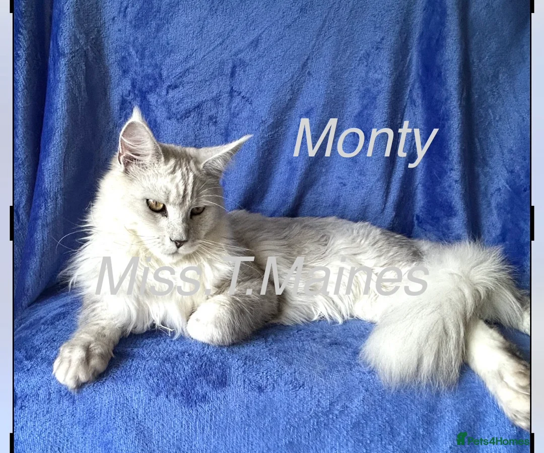 Maine Coon cats for sale: Maine Coon boys in London - Advert 2