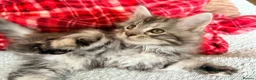 Maine Coon cats for sale: READY NOW. Two tica registered girls. 1 poly  - Advert 22