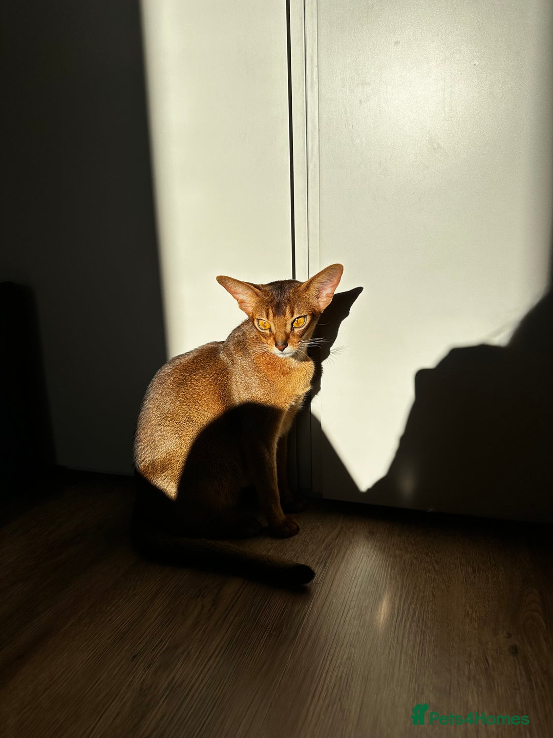 Abyssinian cats for sale: Pure Abyssinian kittens 💝 - Image 23