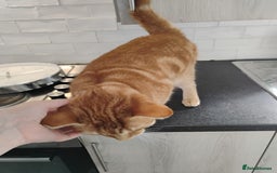 British Shorthair cats for sale: Archie - Image 3