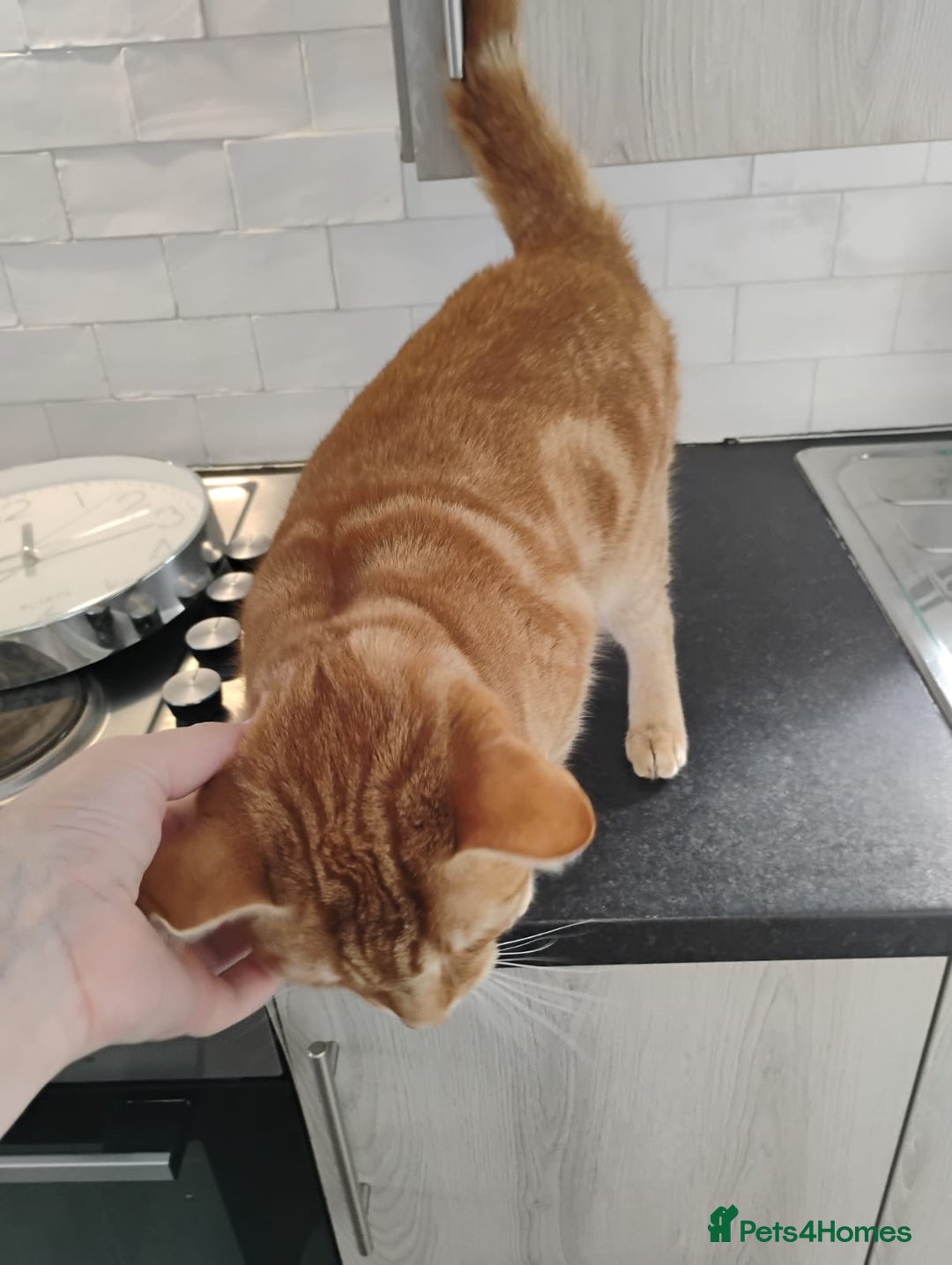 British Shorthair cats for sale: Archie - Image 3