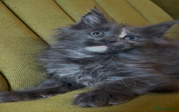 Maine Coon cats for sale: Maine Coon girls READY NOW Russian sired  - Image 27