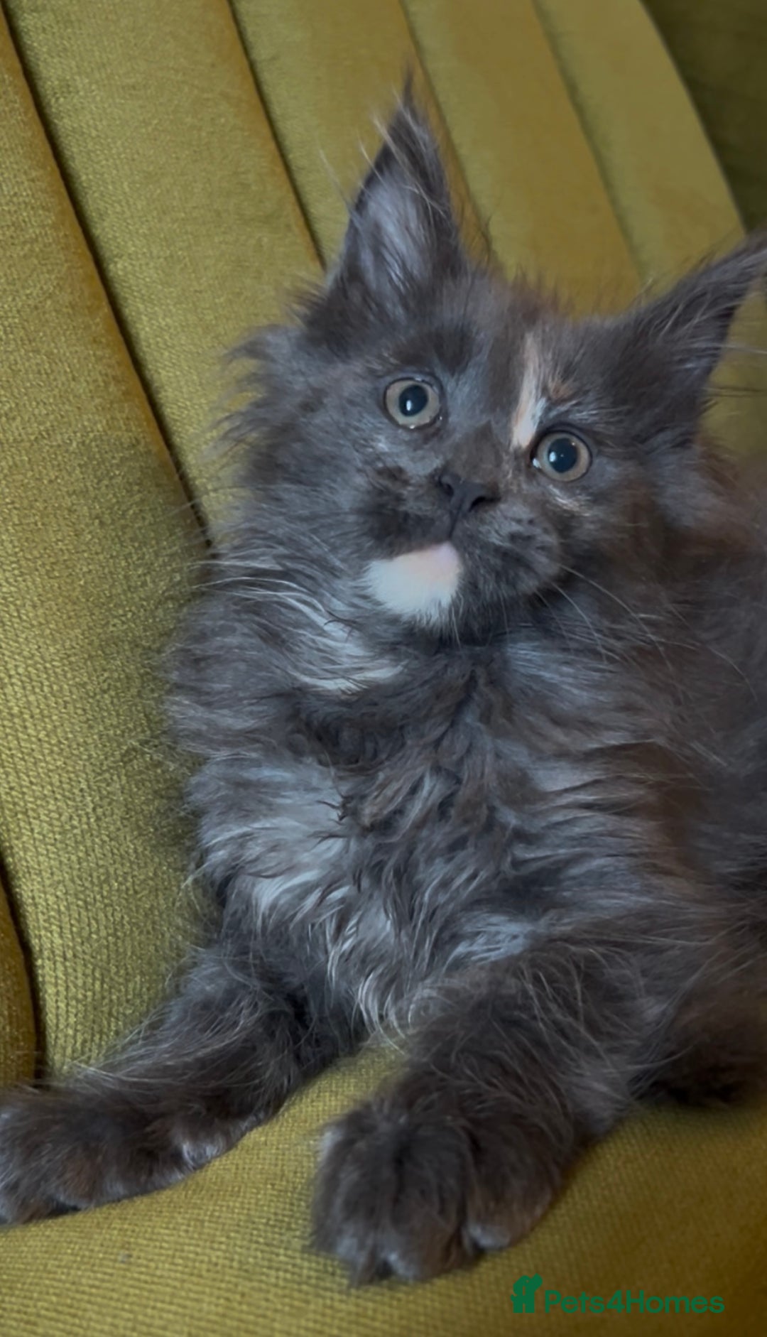 Maine Coon cats for sale: Maine Coon girls READY NOW Russian sired  - Image 27