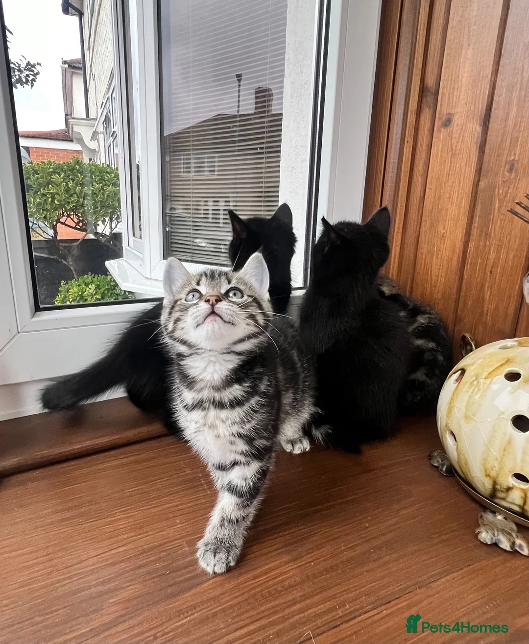 Mixed Breed cats for sale: 4 Beautiful Kittens Looking for Loving Homes!  in Dagenham - Advert 2