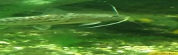 Catfish fish for sale: 5+ Free Pictus Catfish (pickup only) - Advert 2