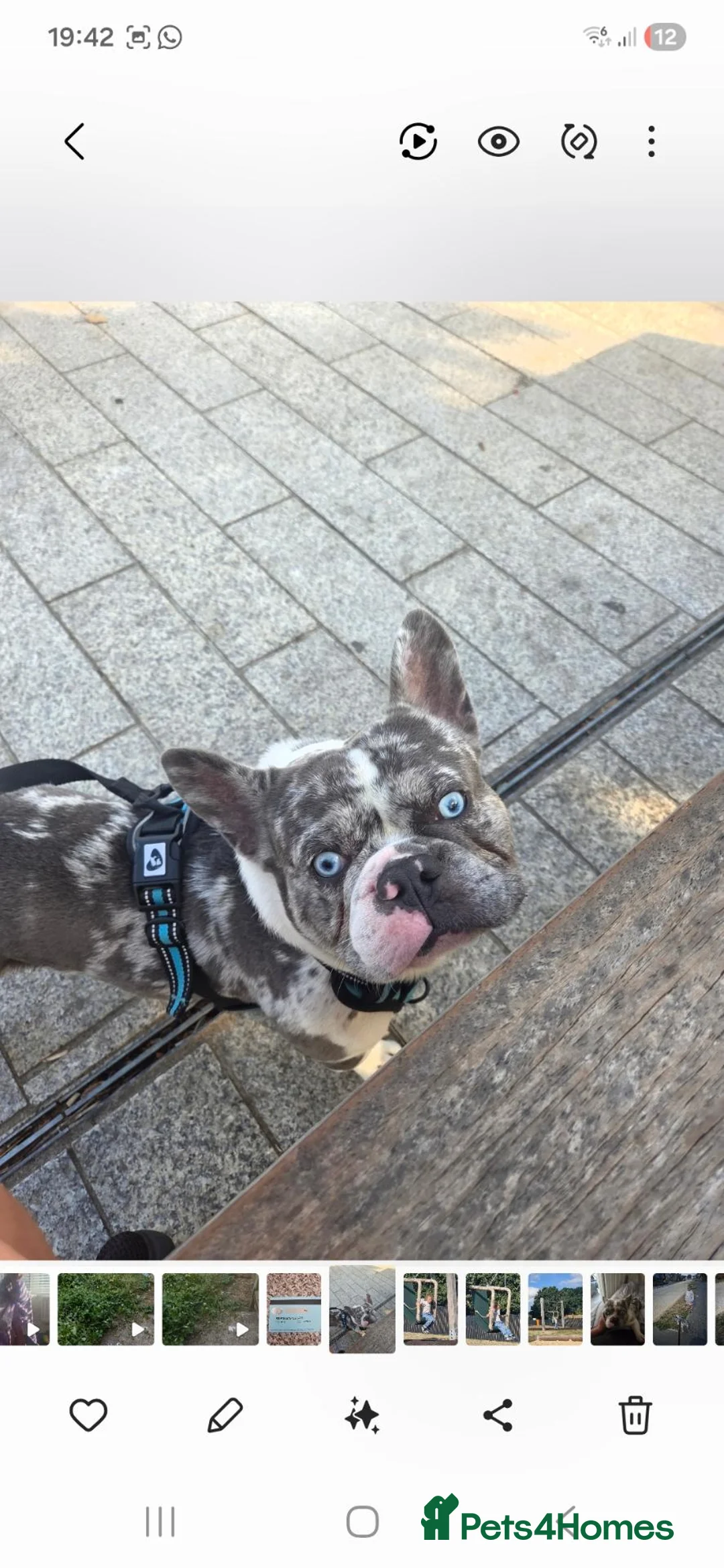 French Bulldog dogs for sale: 1 year old blue eyed frenchie in Deal - Advert 1