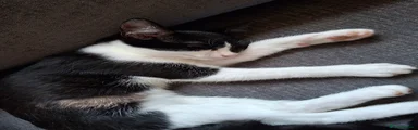 Mixed Breed 2