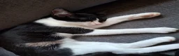 Mixed Breed cats for sale: Last two kittens from litter - Advert 3