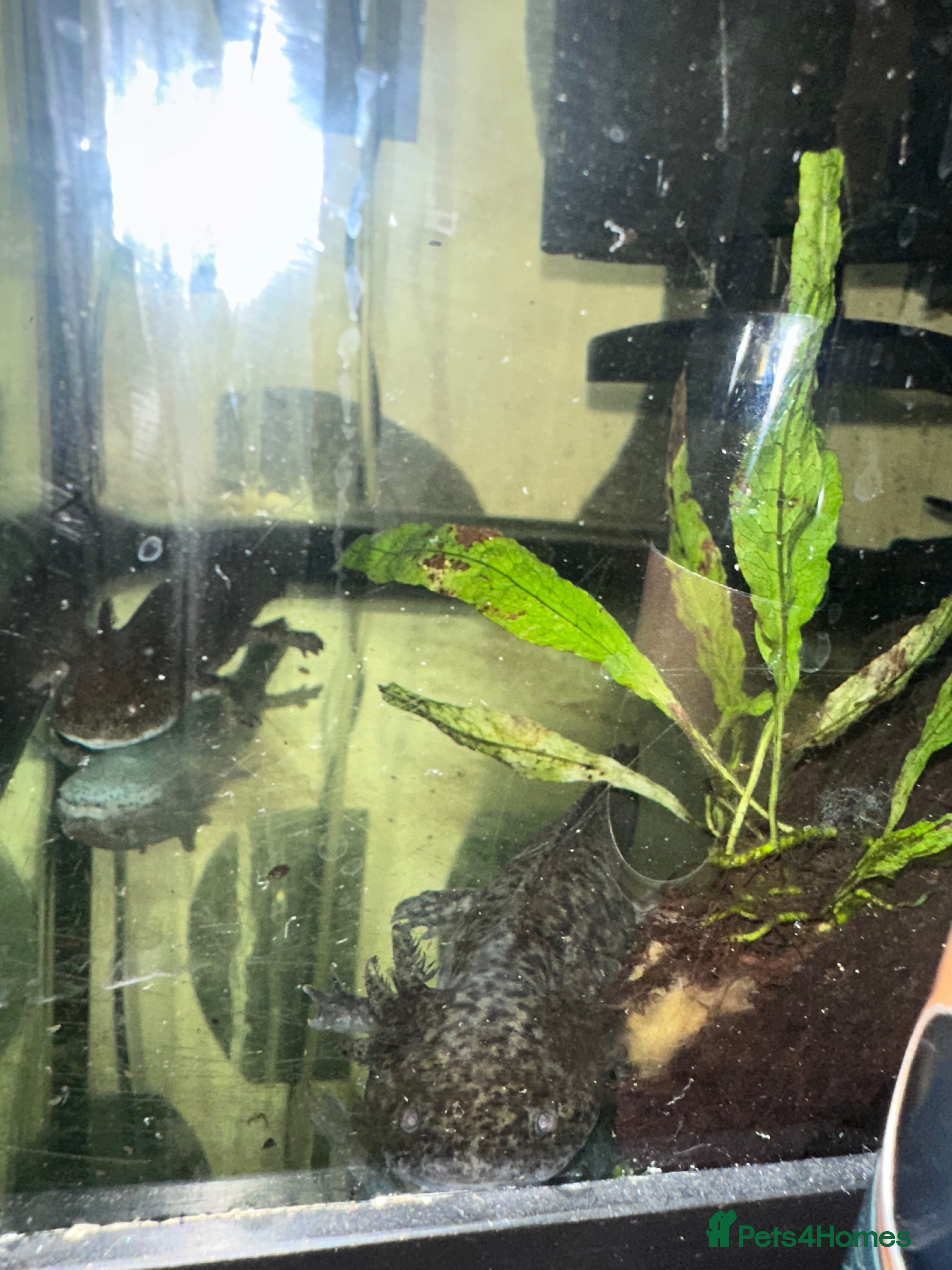 Axolotl reptiles 2 x male axolotyls  - Advert 1
