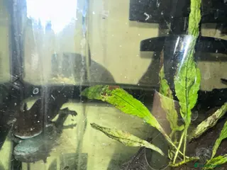 Axolotl reptiles 2 x male axolotyls - Advert 1