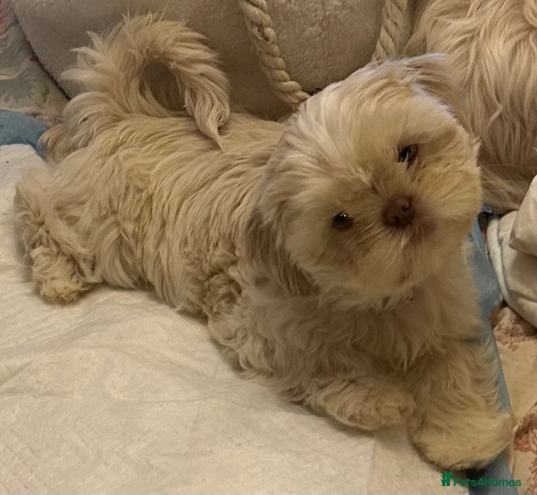 Shih Tzu dogs for sale: Lavender White Imperial Shih Tzu Puppies - Advert 39