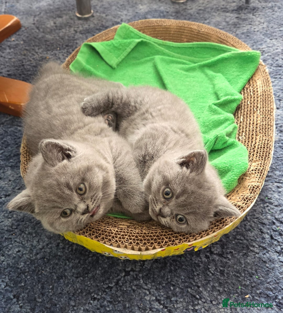 British Shorthair cats for sale: British shorthair kitten - Image 4