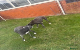 Lurcher dogs for sale: Lurches for sale  - Image 5