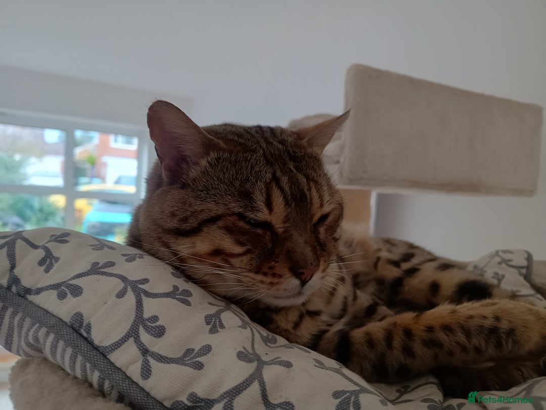 Bengal cats for sale: Bengal boy (2) for sale - Advert 7