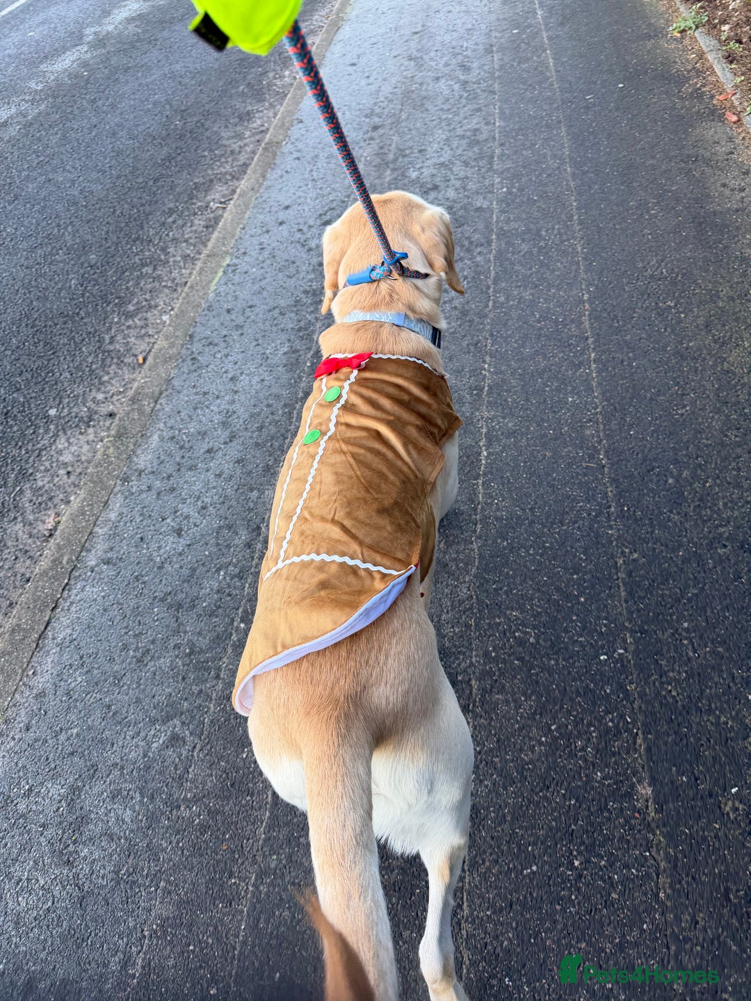 Labrador Retriever dogs for sale: 3 year old Yellow male loving friendly Labrador - Advert 6