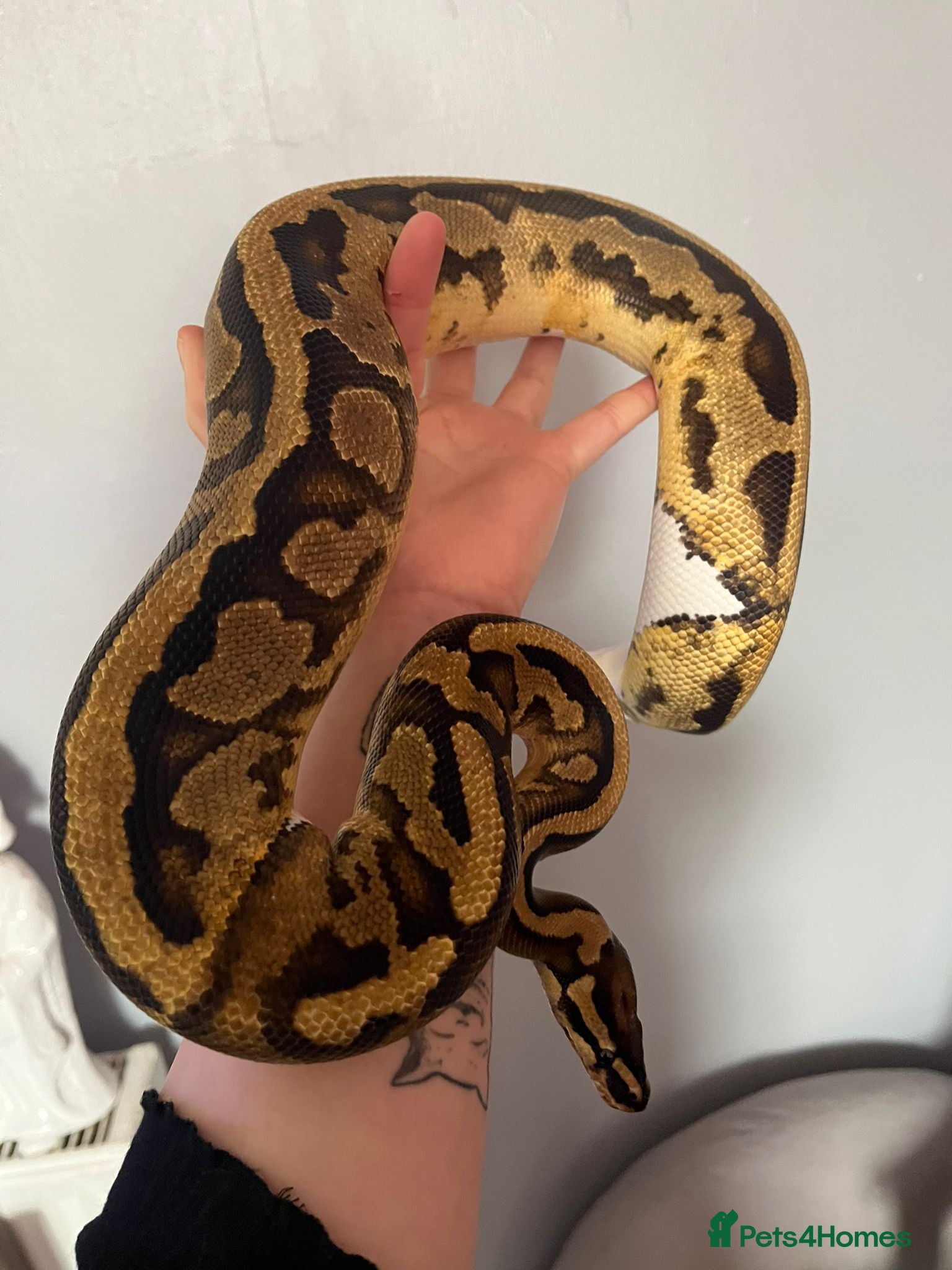 Snake reptiles 2 ball pythons plus tanks male and female  - Advert 1