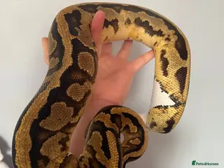 Snake reptiles 2 ball pythons plus tanks male and female - Advert 1