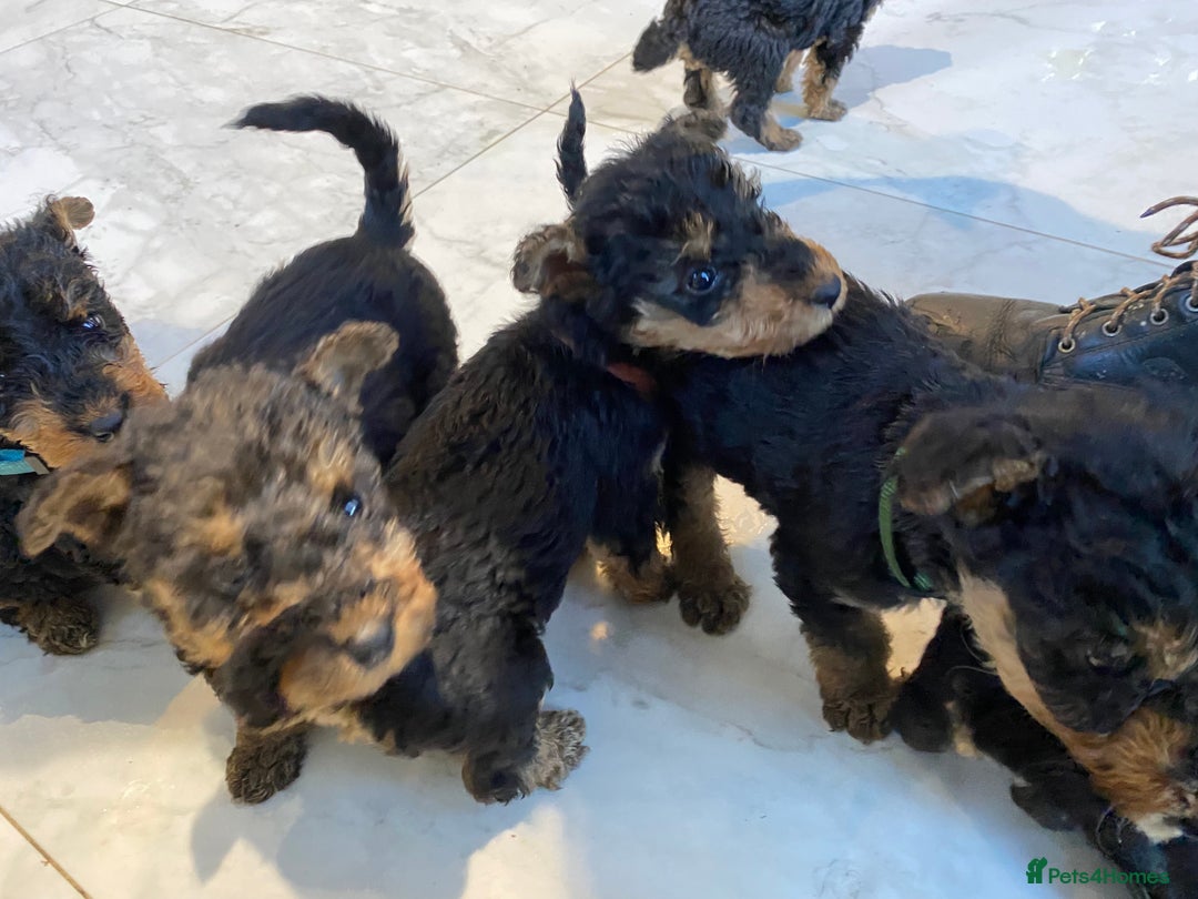 Airedale Terrier dogs for sale: Pure breed Airedale Terriers for sale - Advert 14