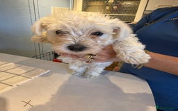 West Highland Terrier dogs for sale: West Highland Terrier Puppies - Image 10