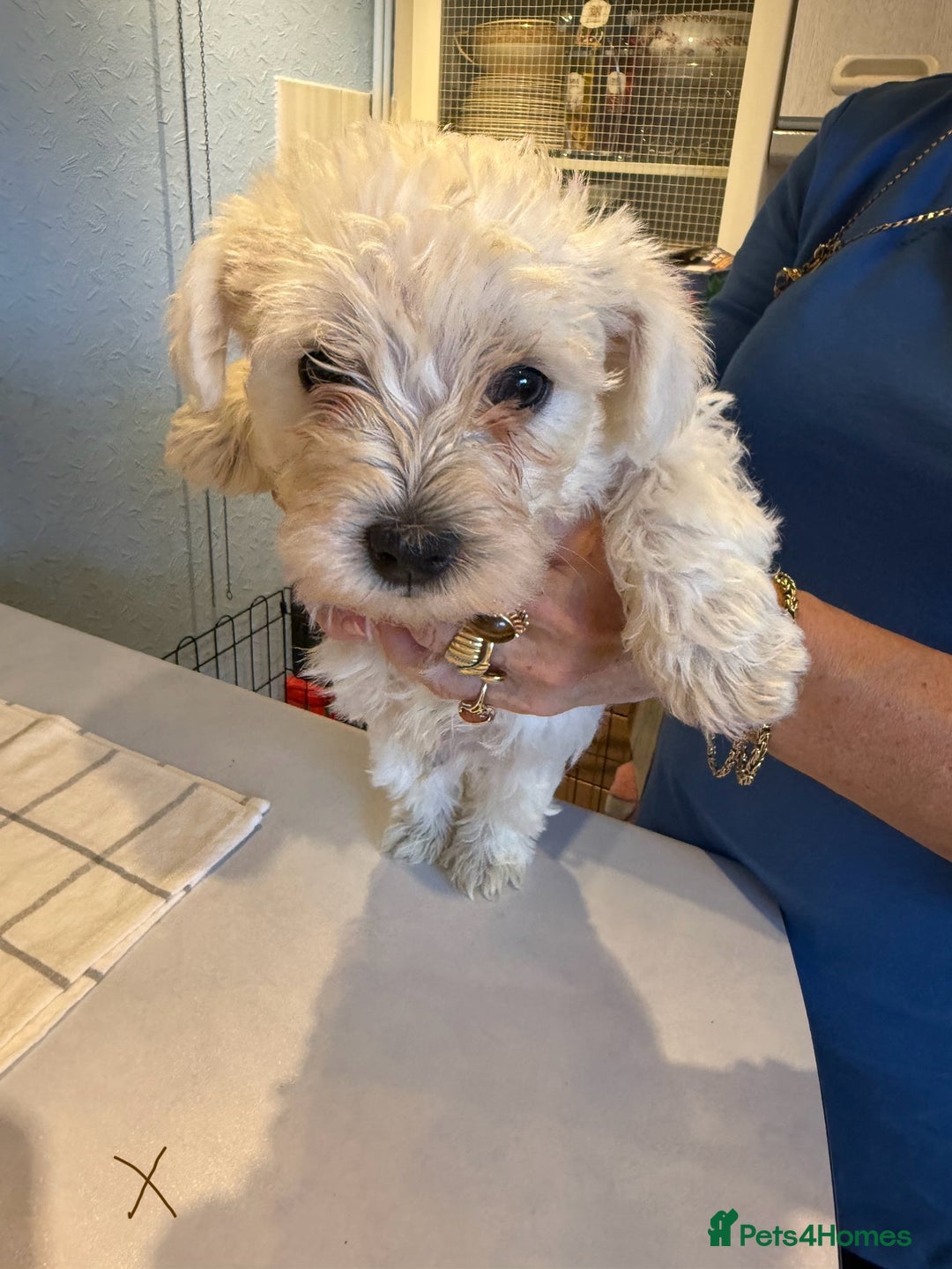 West Highland Terrier dogs for sale: West Highland Terrier Puppies - Image 10