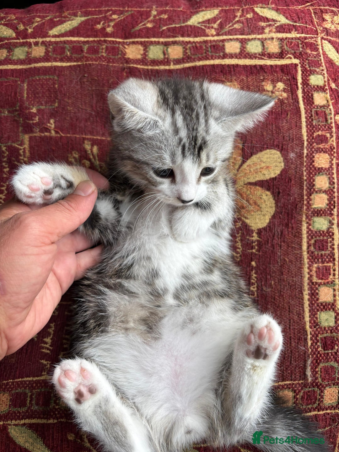 Persian cats for sale: Persian chinchilla mix of 3 boys left in St Albans - Image 14