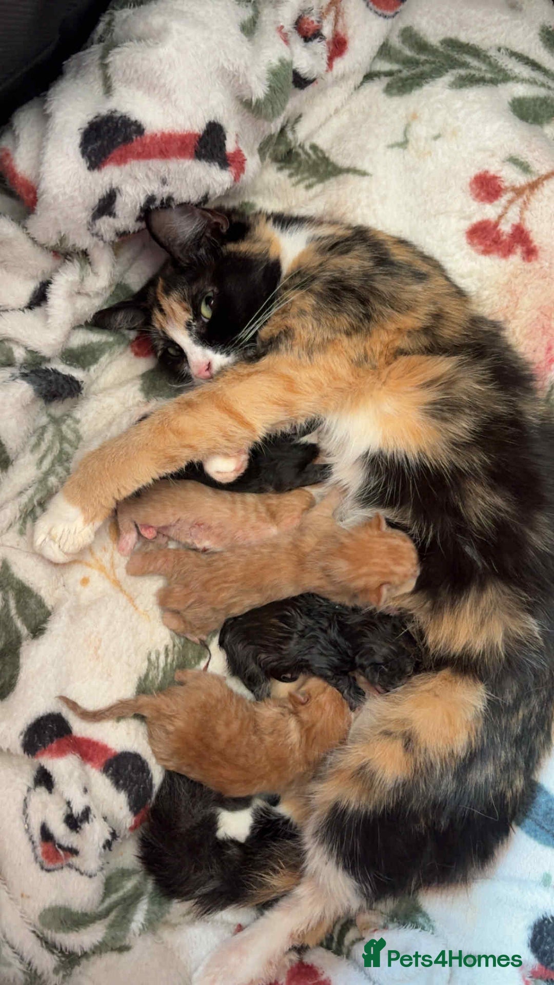 Mixed Breed cats for sale: Black and white long haired kitten - Image 2