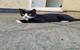 Domestic Shorthair cats for sale: Female black and white  - Image 1