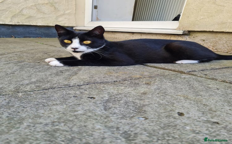 Domestic Shorthair cats - Advert 3