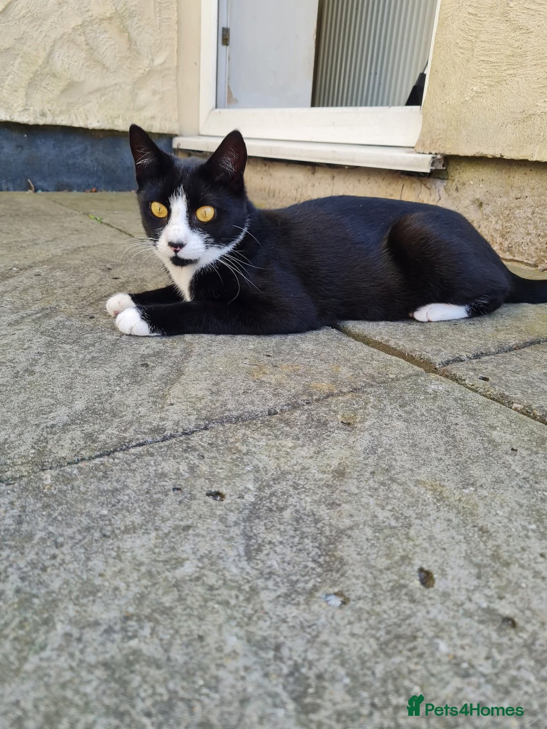 Domestic Shorthair cats for sale: Female black and white  - Image 1