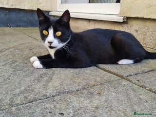 Domestic Shorthair cats for sale - Advert 1