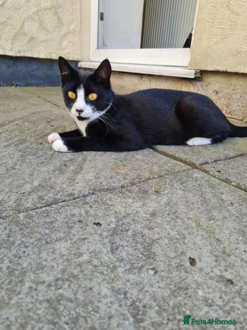 Domestic Shorthair cats - Advert 3