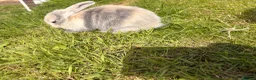 Mini Lop rabbits for sale: Adorable mini lops 💖🩵 - Advert 11