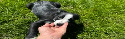 Border Collie dogs for sale: Handsome smooth coated border collie pups in Builth Wells - Advert 2