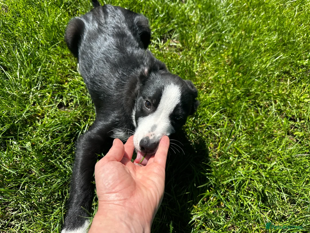 Border Collie dogs for sale: Handsome smooth coated border collie pups in Builth Wells - Advert 2