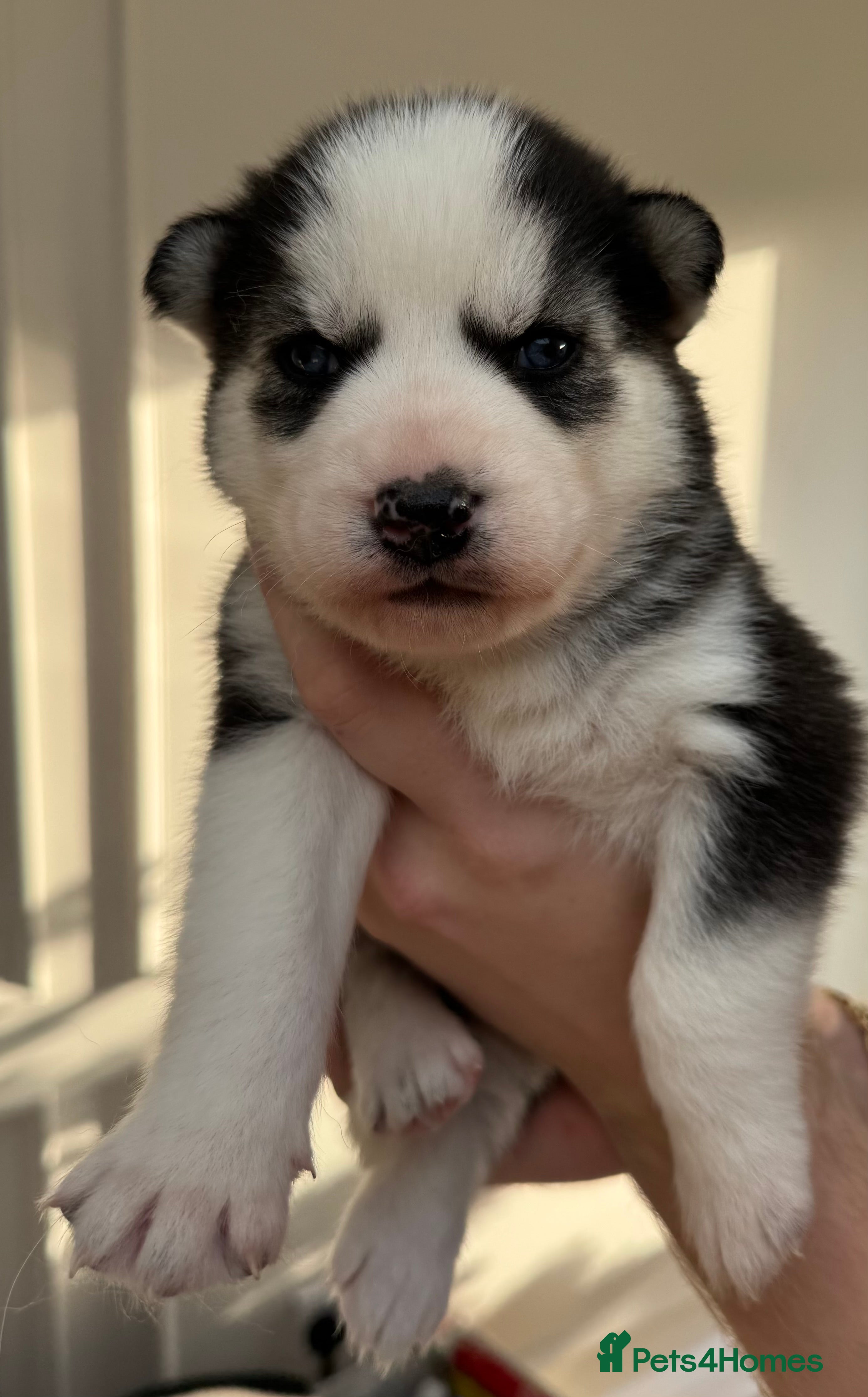 Siberian Husky dogs KC REGISTERED SIBERIAN HUSKYS MOM/DAD CAN BE SEEN - Advert 17