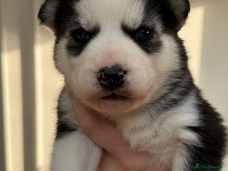 Siberian Husky dogs KC REGISTERED SIBERIAN HUSKYS MOM/DAD CAN BE SEEN - Advert 17