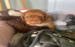 Cocker Spaniel dogs for sale: cocker spaniel puppies - Image 5