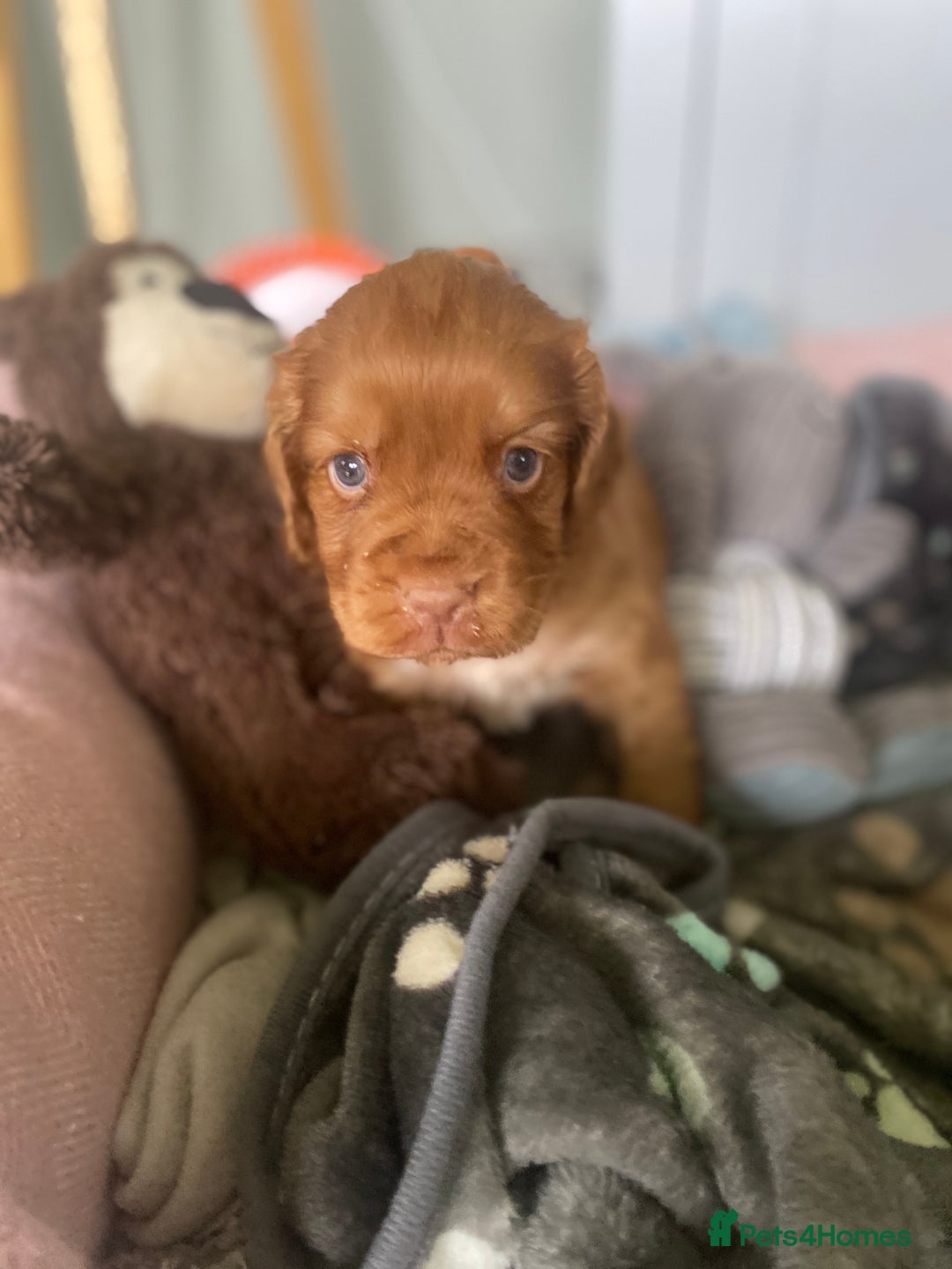 Cocker Spaniel dogs for sale: cocker spaniel puppies - Image 5
