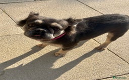 French Bulldog dogs for sale: Fluffy Frenchie  - Image 4