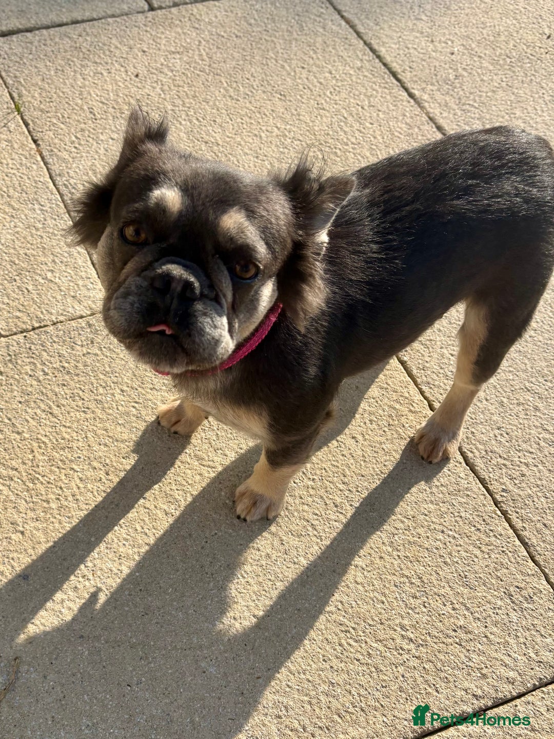 French Bulldog dogs for sale: Fluffy Frenchie  - Image 4