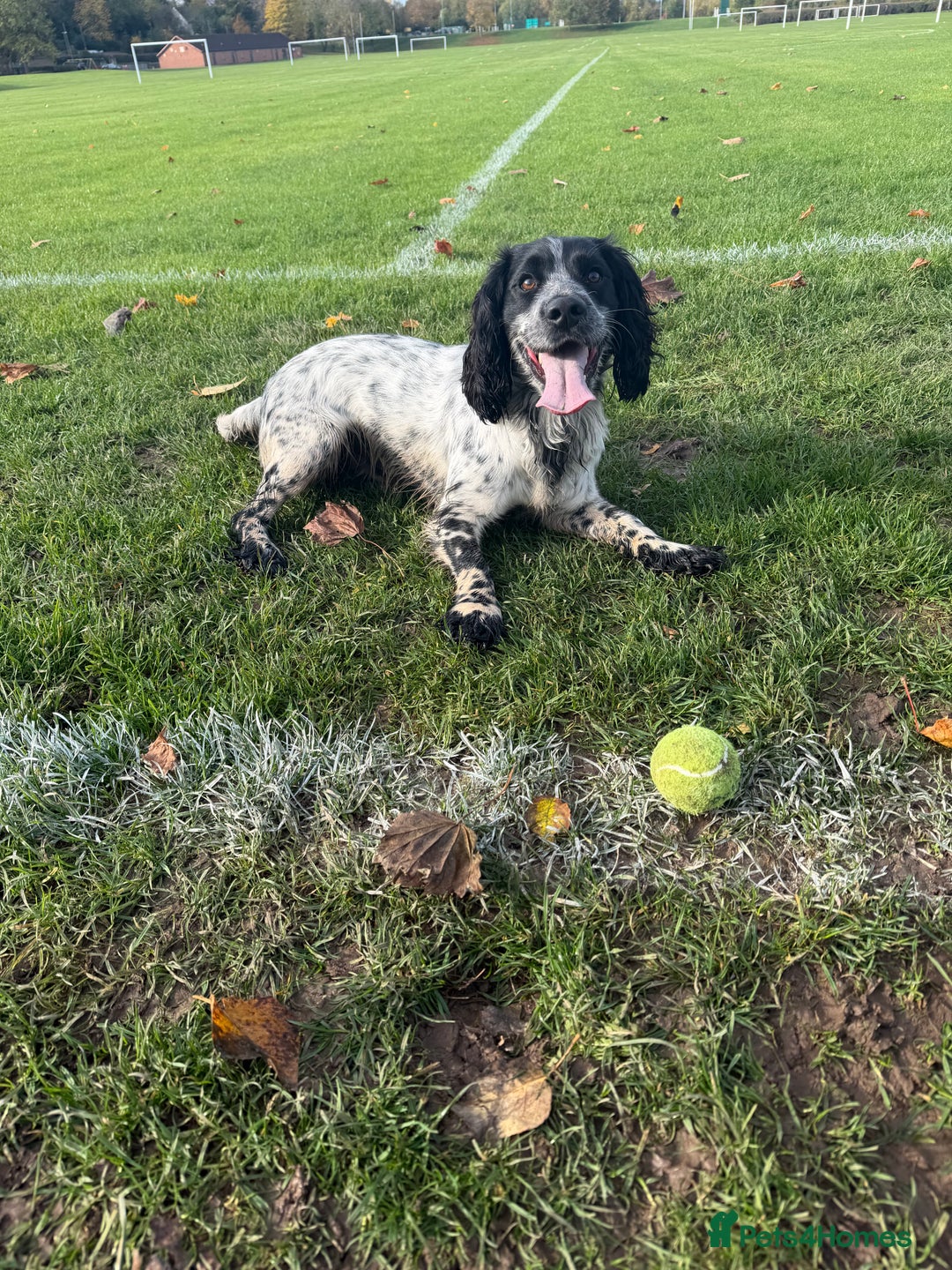 Cocker Spaniel dogs for stud: Beautiful blue roan cocker spaniel for STUD! - Advert 8