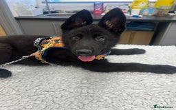 German Shepherd dogs for sale: GERMAN SHEPHERD BOY 6 MONTHS OLD IN SCARBOROUGH  - Image 7