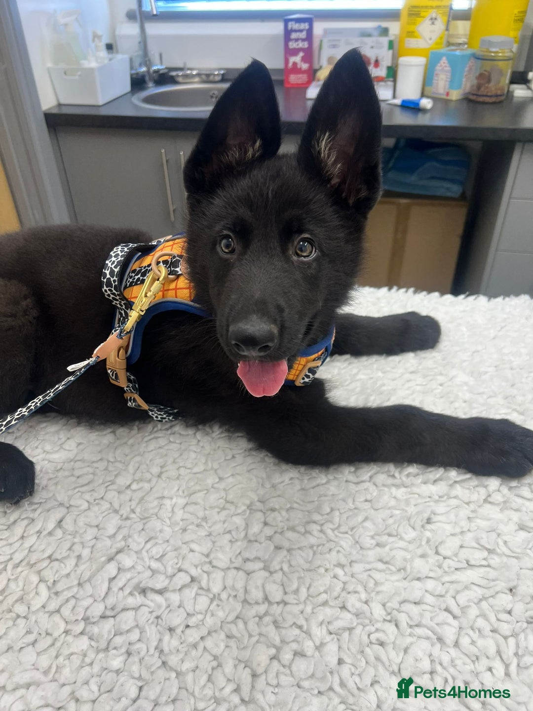German Shepherd dogs for sale: GERMAN SHEPHERD BOY 6 MONTHS OLD IN SCARBOROUGH  - Image 7