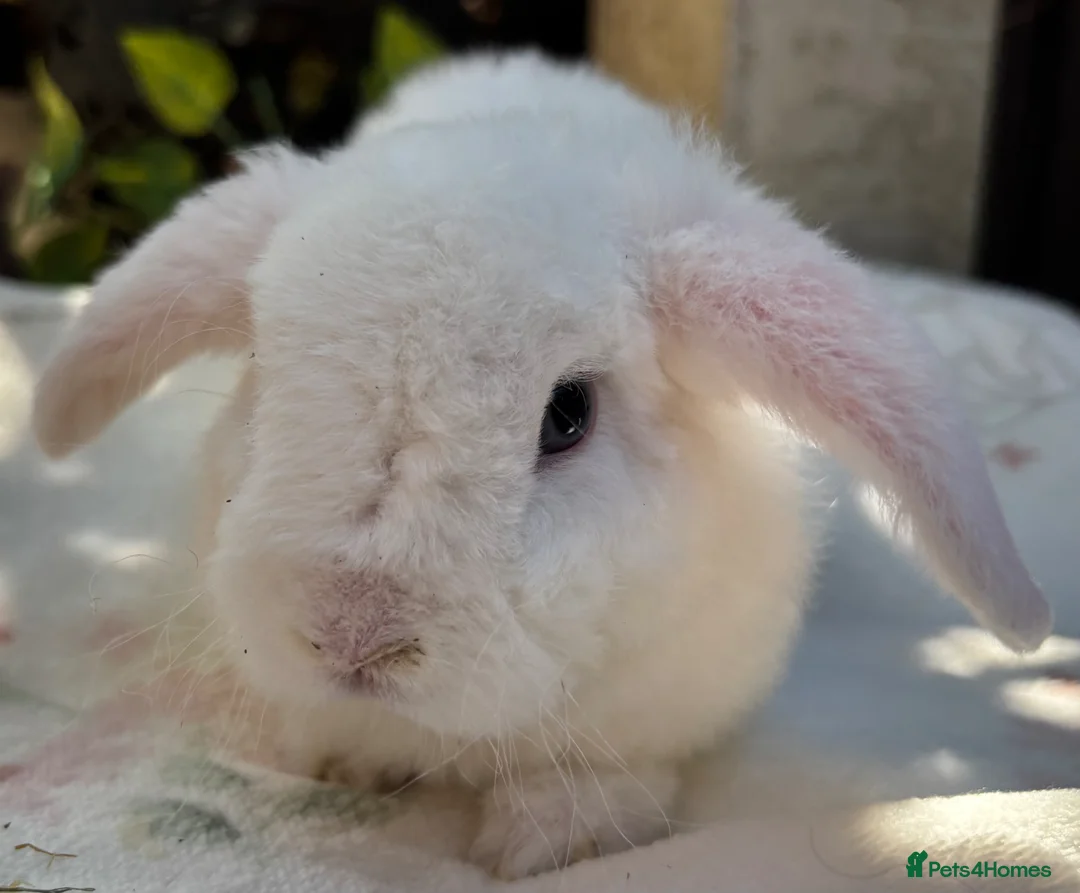 Mini Lop rabbits for sale: Mini Plush Lop and Plush Carrier litters - Advert 9