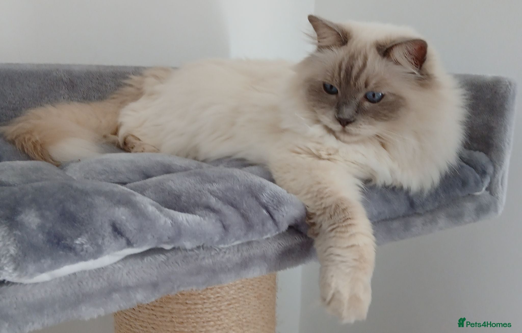 Ragdoll cats Beautiful Lilac Colourpoint Female  - Advert 1