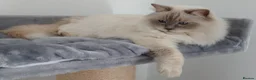 Ragdoll cats for sale: Beautiful Lilac Colourpoint Female  - Advert 1