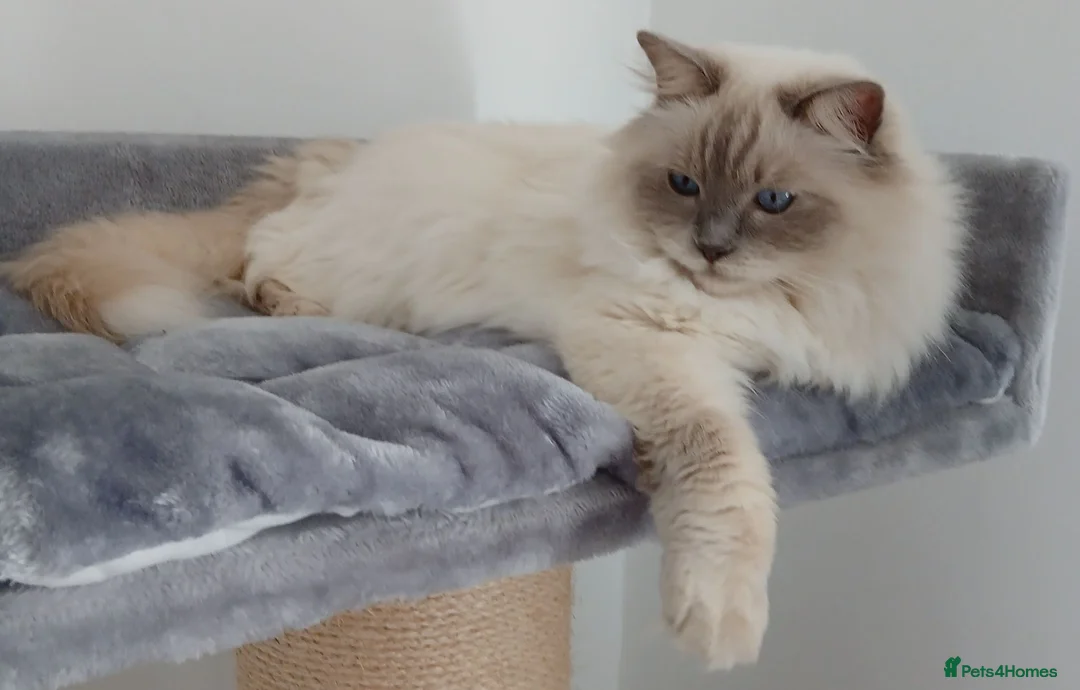 Ragdoll cats for sale: Beautiful Lilac Colourpoint Female  - Advert 1
