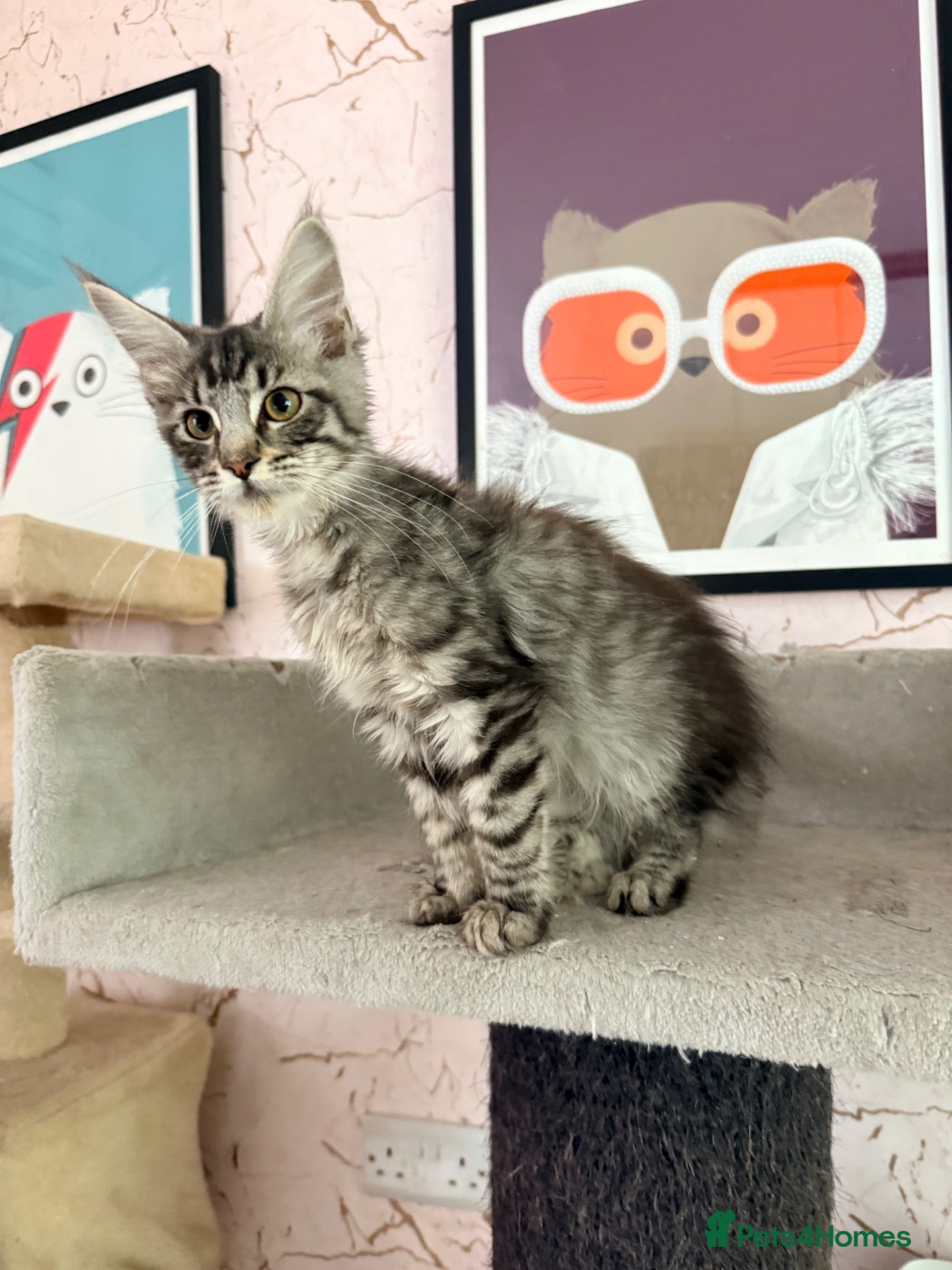 Maine Coon cats Ready Now - 2 Full Pedigree Maine Coon Kittens - Advert 3